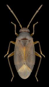 Attēlu rezultāti vaicājumam “Miridae”