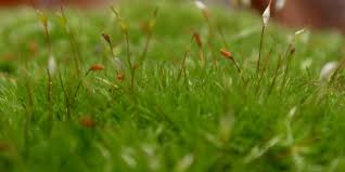 Attēlu rezultāti vaicājumam “Leucobryum juniperoideum”