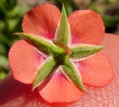 Attēlu rezultāti vaicājumam “Anagallis arvensis flower”
