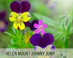 Attēlu rezultāti vaicājumam “Viola tricolor subsp. matutina flower”