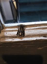 Attēlu rezultāti vaicājumam “Hemicrepidius sp.”