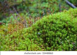 Attēlu rezultāti vaicājumam “Polytrichum commune sporophyte”