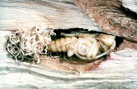 Attēlu rezultāti vaicājumam “Euura brevicornis larva”