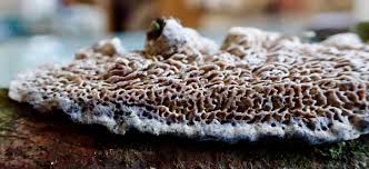 Attēlu rezultāti vaicājumam “Schizopora paradoxa”