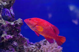 Image result for Epinephelus morio