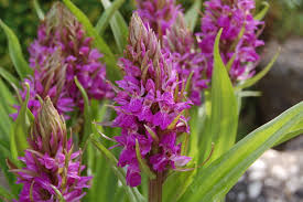 Attēlu rezultāti vaicājumam “Dactylorhiza”