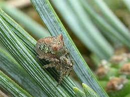 Attēlu rezultāti vaicājumam “Gibbaranea gibbosa”