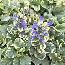 Attēlu rezultāti vaicājumam “Ajuga reptans flower”