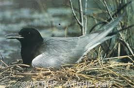 Attēlu rezultāti vaicājumam “Chlidonias niger eggs”