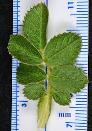 Attēlu rezultāti vaicājumam “Rosa subcanina leaf”