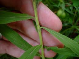 Attēlu rezultāti vaicājumam “Solidago canadensis leaf”
