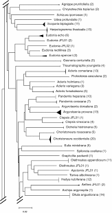 Attēlu rezultāti vaicājumam “Dichelia histrionana”
