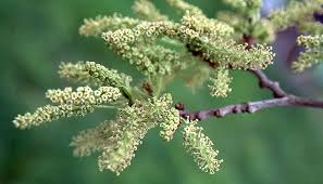 Attēlu rezultāti vaicājumam “Morus alba”