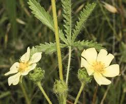 Image result for Potentilla recta