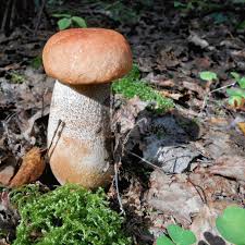 Attēlu rezultāti vaicājumam “Leccinum aurantiacum”