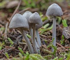 Attēlu rezultāti vaicājumam “Panaeolus papilionaceus”