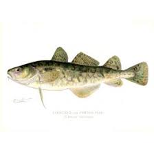 Image result for Microgadus tomcod