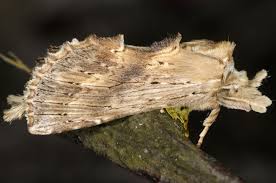 Attēlu rezultāti vaicājumam “Pterostoma palpina larva”