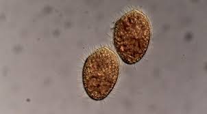 Attēlu rezultāti vaicājumam “Bilimbia tetramera”