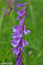 Attēlu rezultāti vaicājumam “Vicia tenuifolia flower”