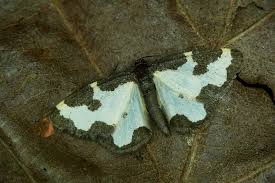 Attēlu rezultāti vaicājumam “Lomaspilis marginata”