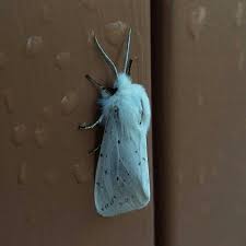 Attēlu rezultāti vaicājumam “Spilosoma sp.”