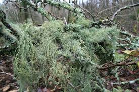 Attēlu rezultāti vaicājumam “Biatoropsis usnearum”