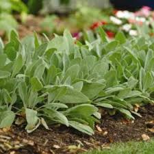 Attēlu rezultāti vaicājumam “Stachys palustris bud”