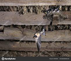 Attēlu rezultāti vaicājumam “Hirundo rustica adult”