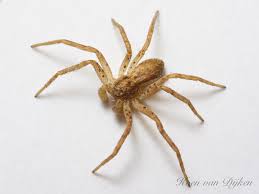 Attēlu rezultāti vaicājumam “Philodromus sp.”