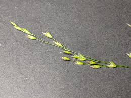 Attēlu rezultāti vaicājumam “Poa palustris leaf”