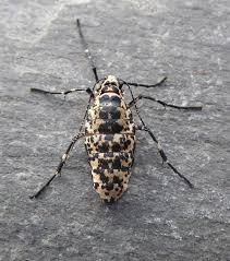 Attēlu rezultāti vaicājumam “Erannis defoliaria”