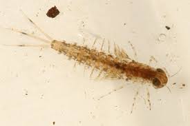 Attēlu rezultāti vaicājumam “Siphlonurus”