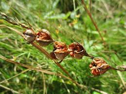 Attēlu rezultāti vaicājumam “Gladiolus imbricatus fruit”