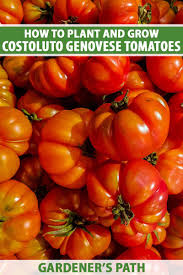 Afbeeldingsresultaat voor costoluto genovese tomato