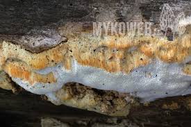 Attēlu rezultāti vaicājumam “Antrodia pulvinascens”