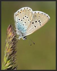 Attēlu rezultāti vaicājumam “Phengaris arion upperside”
