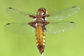 Attēlu rezultāti vaicājumam “Libellula depressa”