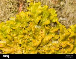 Attēlu rezultāti vaicājumam “Xanthoria polycarpa”