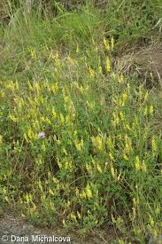 Attēlu rezultāti vaicājumam “Melilotus wolgicus flower”