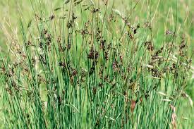 Attēlu rezultāti vaicājumam “Juncus inflexus bud”