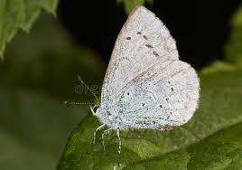 Attēlu rezultāti vaicājumam “Cupido minimus”