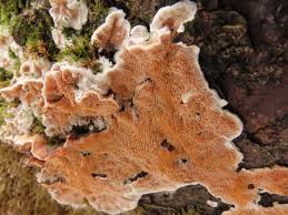 Attēlu rezultāti vaicājumam “Steccherinum ochraceum”