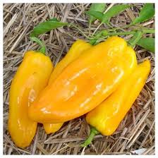 Afbeeldingsresultaat voor marconi golden sweet pepper