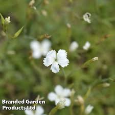 Attēlu rezultāti vaicājumam “Dianthus deltoides bud”