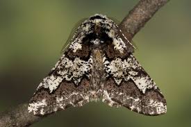 Attēlu rezultāti vaicājumam “Biston strataria”