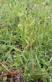 Attēlu rezultāti vaicājumam “Listera ovata fruit”