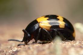 Attēlu rezultāti vaicājumam “Diaperis boleti”