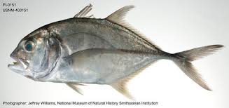 Image result for Caranx ignobilis