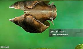 Attēlu rezultāti vaicājumam “Lymnaea stagnalis”